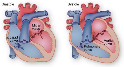 Heart valves: Diagrams, types, function, diseases, and more